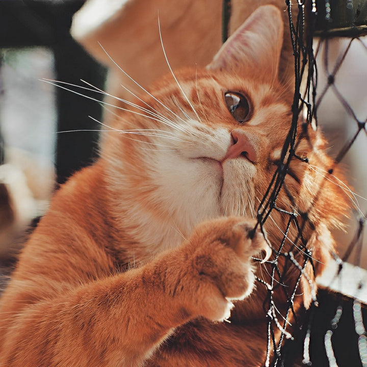 Cute Orange Cat | Diamond Painting