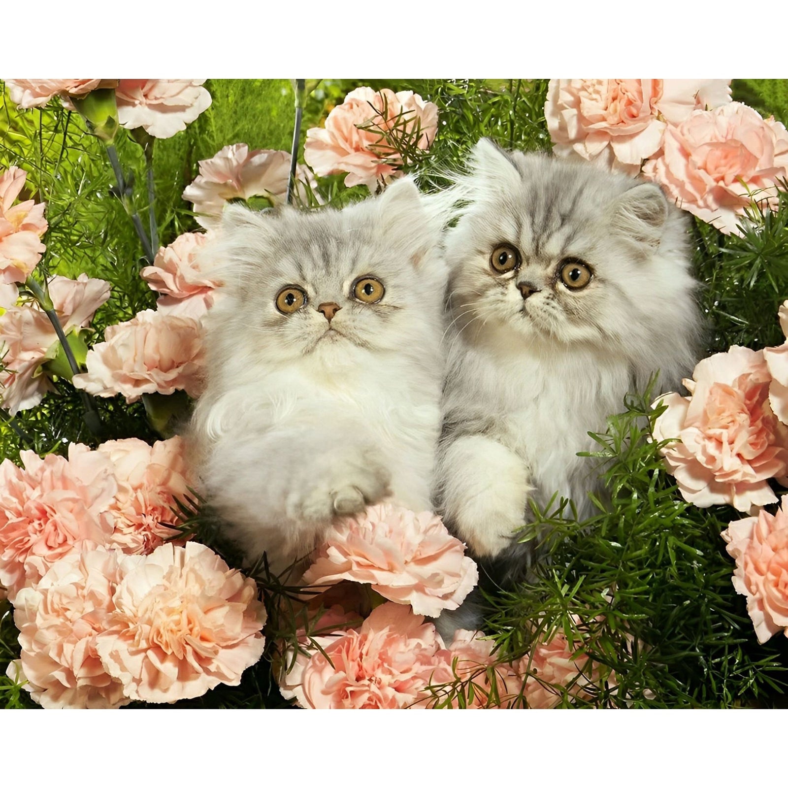 Persian Cats | Diamond Painting Design - Full Drill Diamond Art with 5d Square or Round Diamonds - AB Drills Available