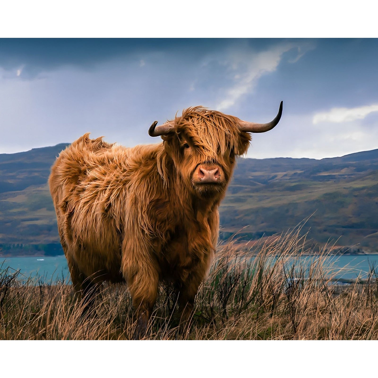 Highland Bull | Diamond Painting Design - Full Drill Diamond Art with 5d Square or Round Diamonds - AB Drills Available