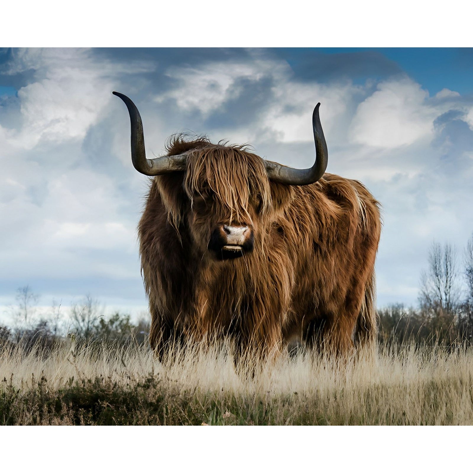 Highland Cow Bull | Diamond Painting Design - Full Drill Diamond Art with 5d Square or Round Diamonds - AB Drills Available