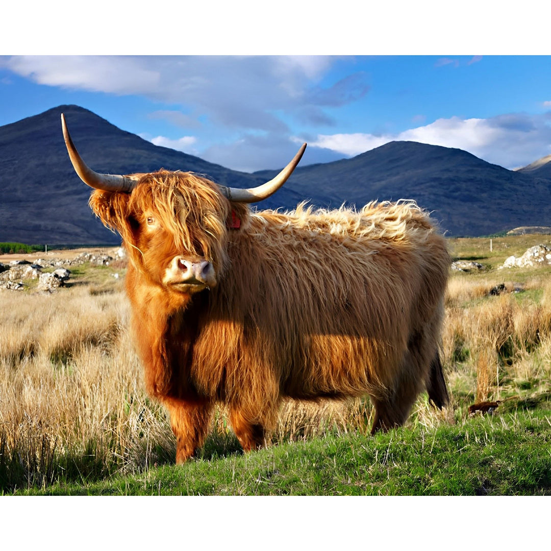 Highlander Cow | Diamond Painting