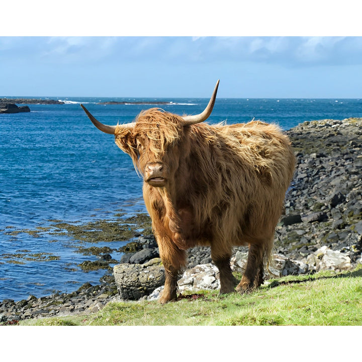 Scottish Highland Cattle | Diamond Painting
