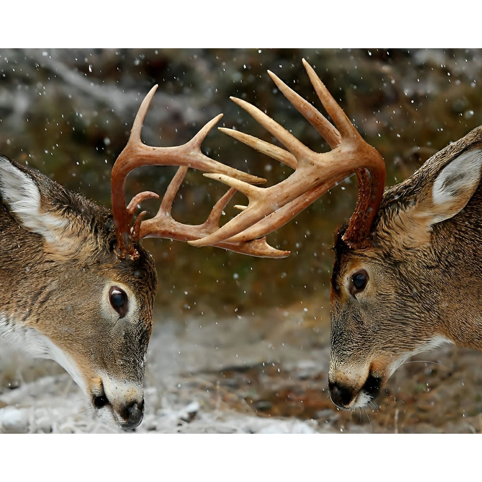 Deer Horn Fight | Diamond Painting Design - Full Drill Diamond Art with 5d Square or Round Diamonds - AB Drills Available