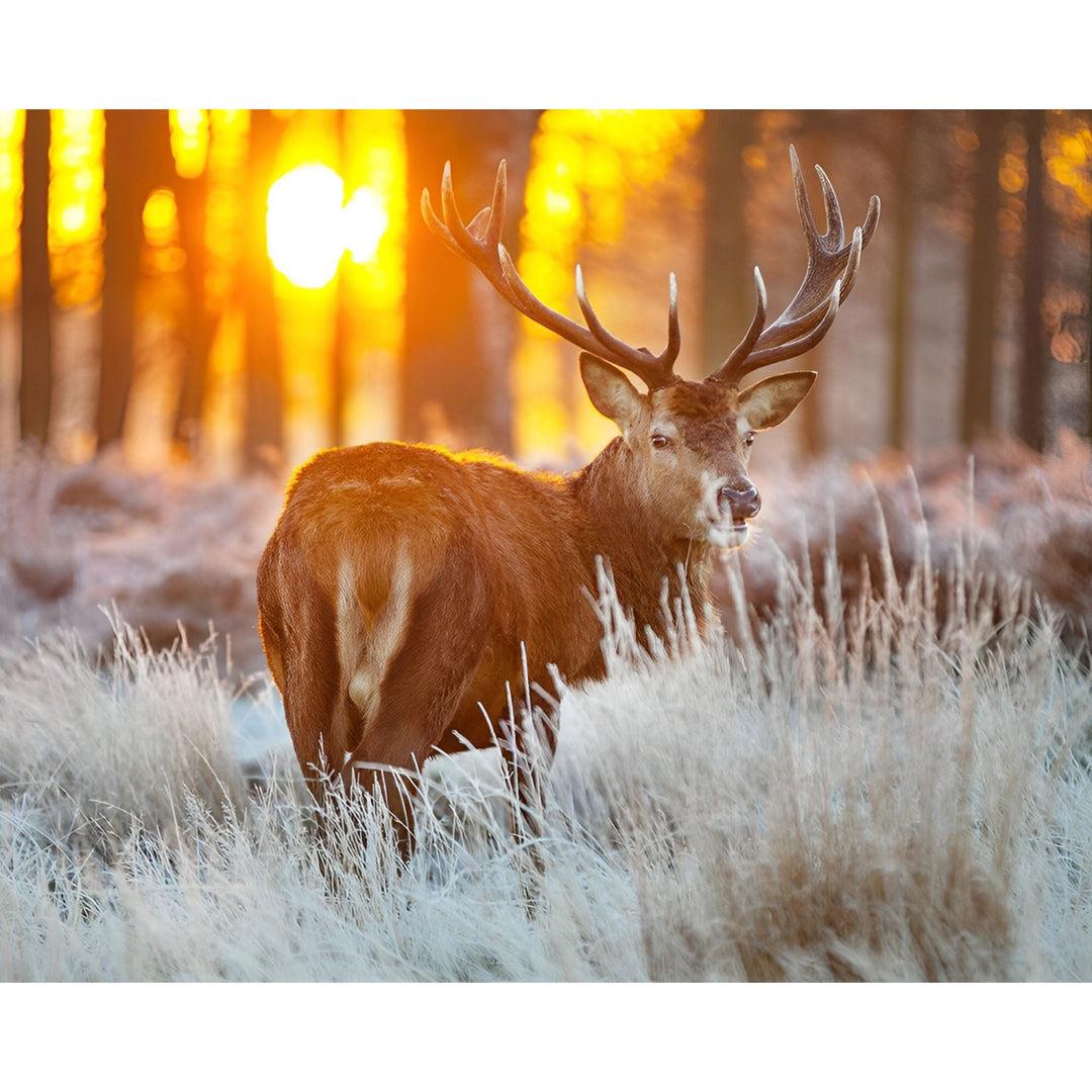 Deer Hunting | Diamond Painting