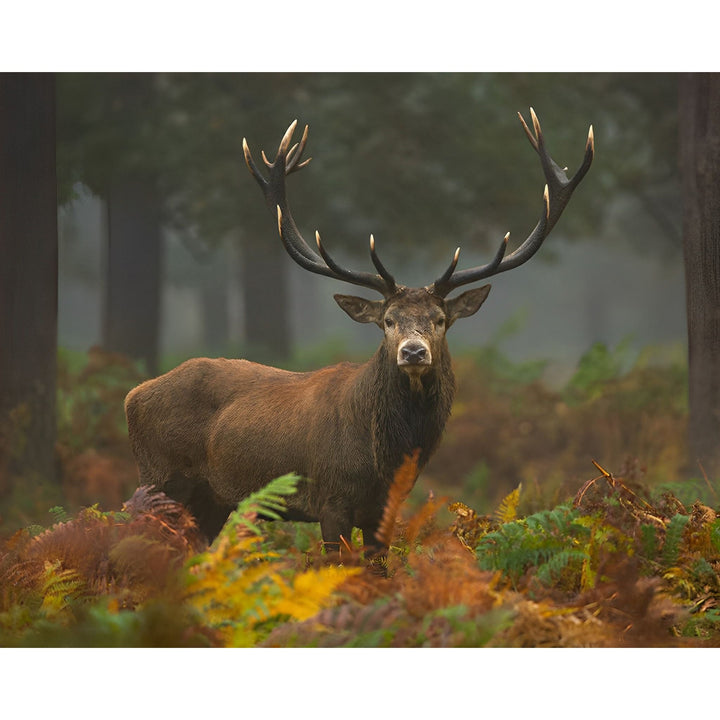Wild Deer | Diamond Painting