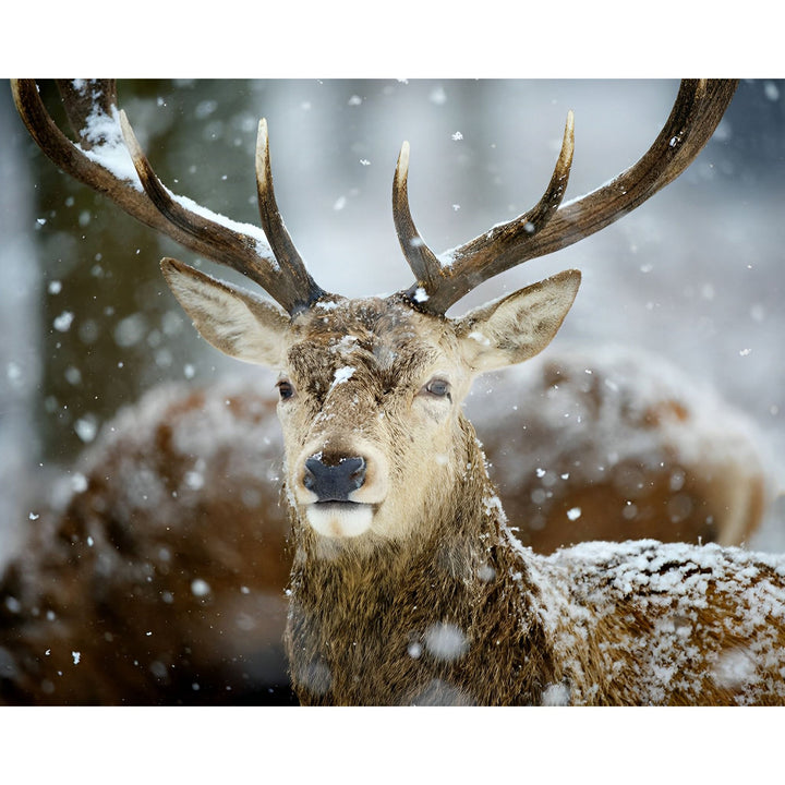 Winter Deer | Diamond Painting