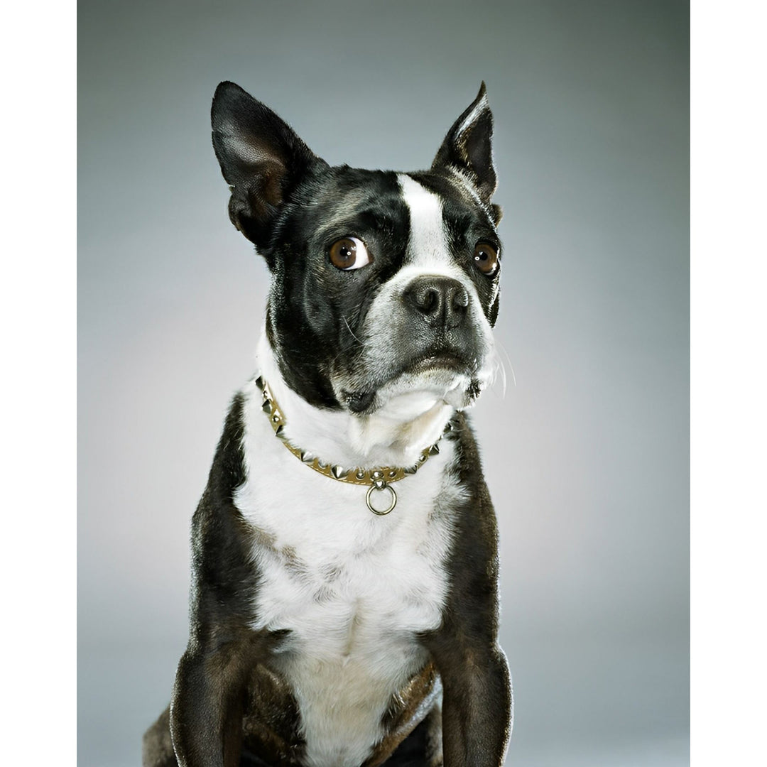 Boston Terrier Portrait | Diamond Painting