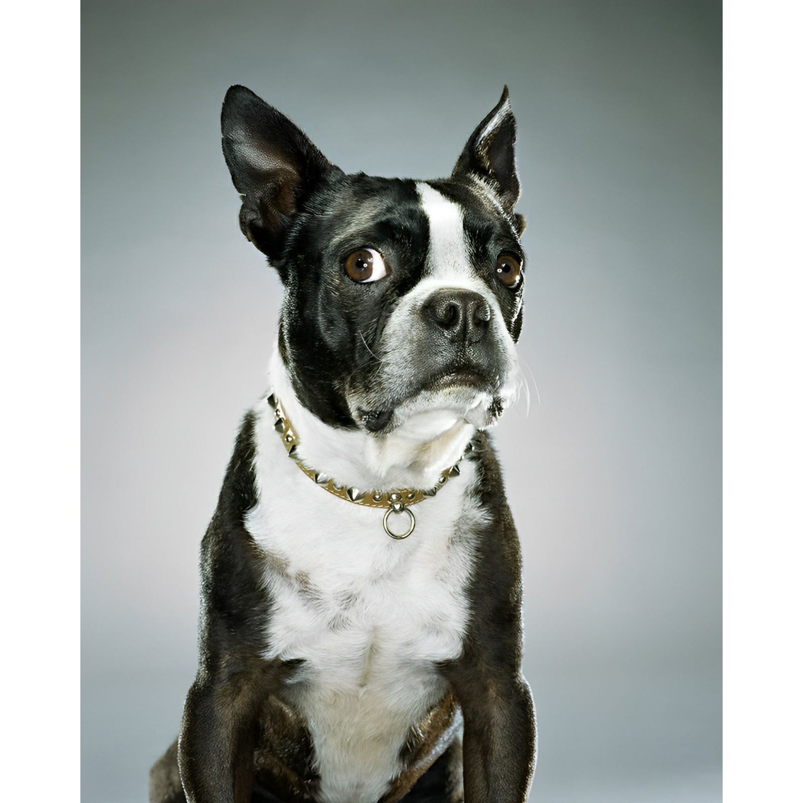 Boston Terrier Portrait | Diamond Painting Design - Full Drill Diamond Art with 5d Square or Round Diamonds - AB Drills Available