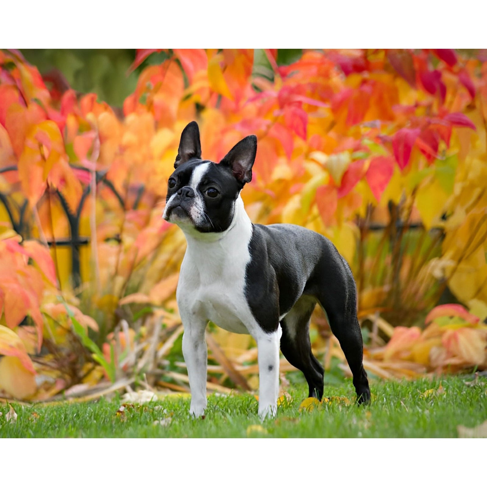 Cute Boston Terrier | Diamond Painting Design - Full Drill Diamond Art with 5d Square or Round Diamonds - AB Drills Available