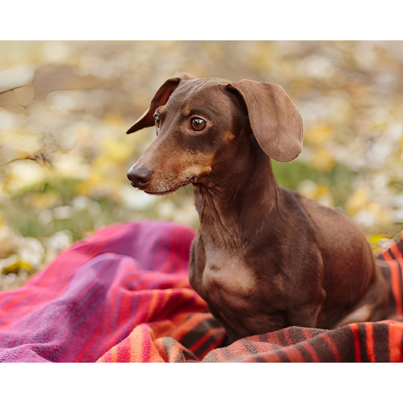 Brown Dachshund | Diamond Painting Design - Full Drill Diamond Art with 5d Square or Round Diamonds - AB Drills Available