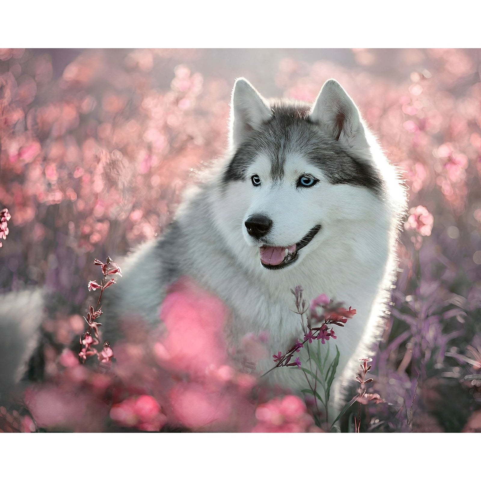 Cute Dog Husky | Diamond Painting Design - Full Drill Diamond Art with 5d Square or Round Diamonds - AB Drills Available