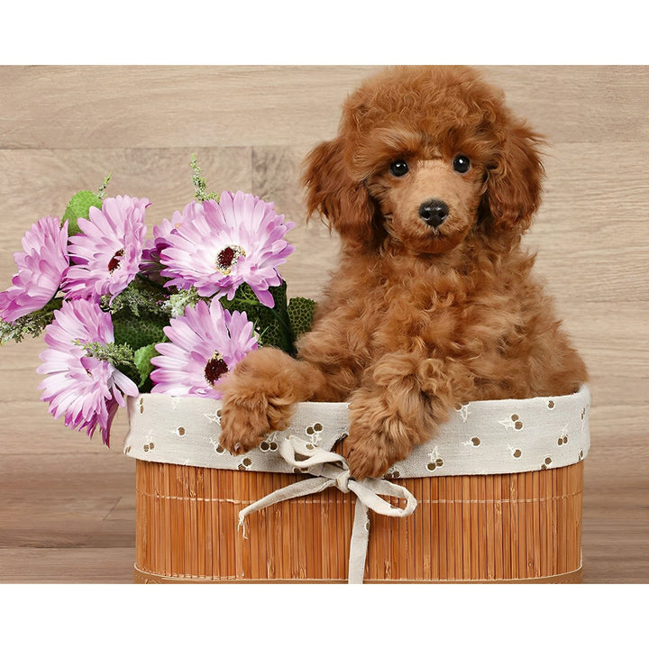 Cute little Poodle with Floral | Diamond Painting
