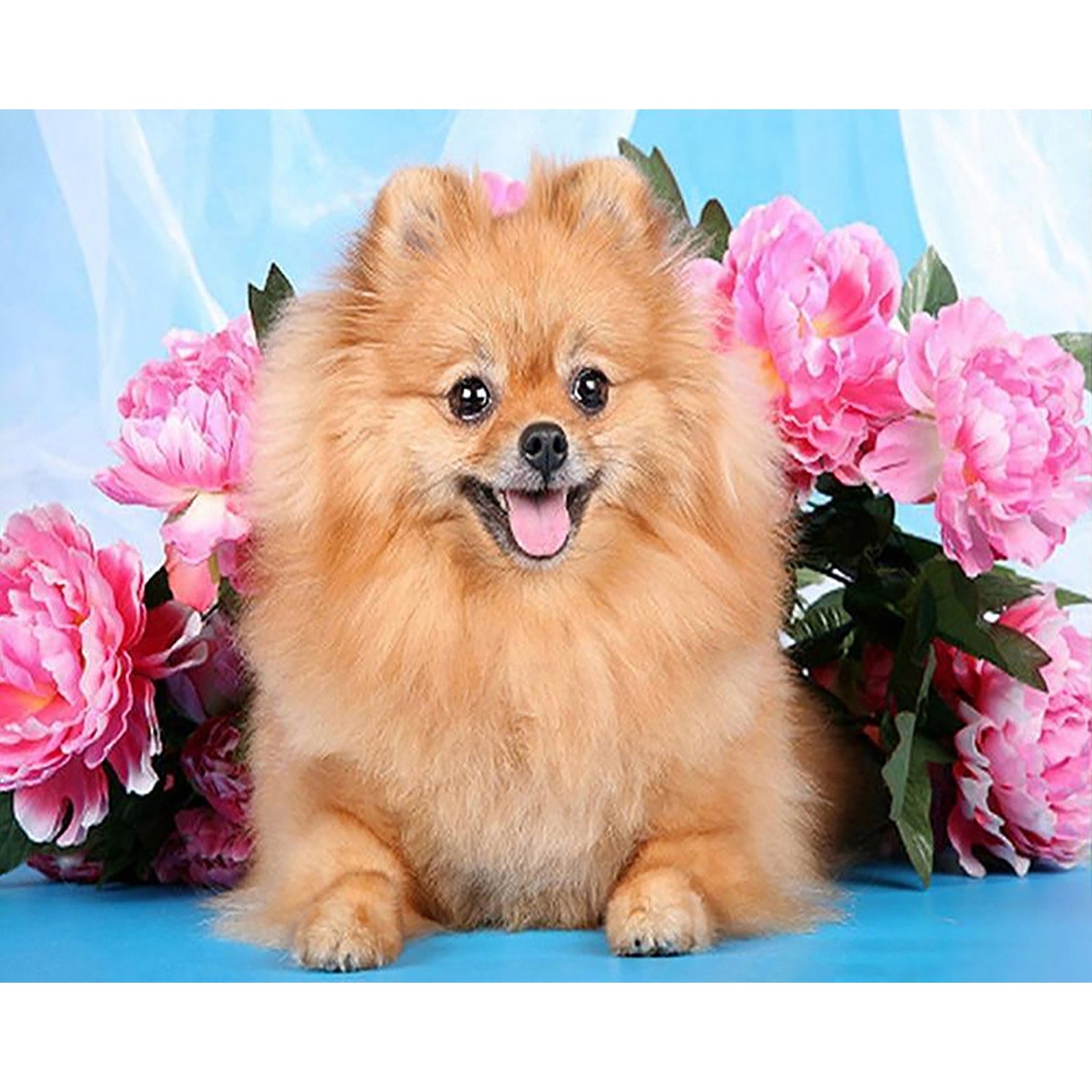 Cute Pomeranian Dog | Diamond Painting Design - Full Drill Diamond Art with 5d Square or Round Diamonds - AB Drills Available