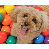 Cute Poodle | Diamond Painting Design - Full Drill Diamond Art with 5d Square or Round Diamonds - AB Drills Available