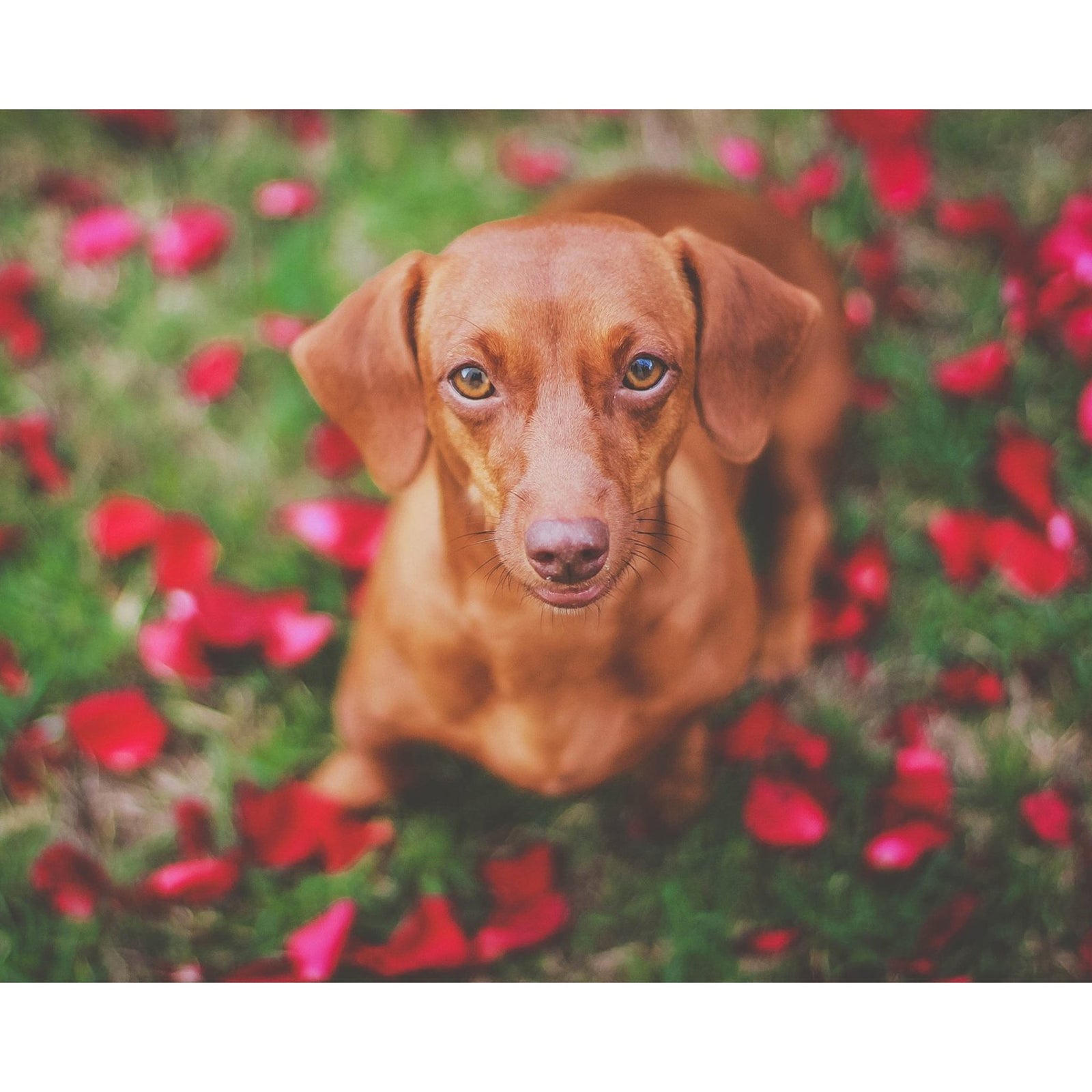 Dachshund Dog Rose Petals | Diamond Painting Design - Full Drill Diamond Art with 5d Square or Round Diamonds - AB Drills Available