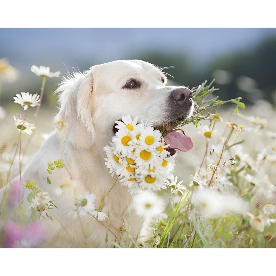 White Dog Amongst Flowers | Diamond Painting