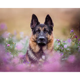 German Shepherd Dog Outdoor | Diamond Painting Design - Full Drill Diamond Art with 5d Square or Round Diamonds - AB Drills Available