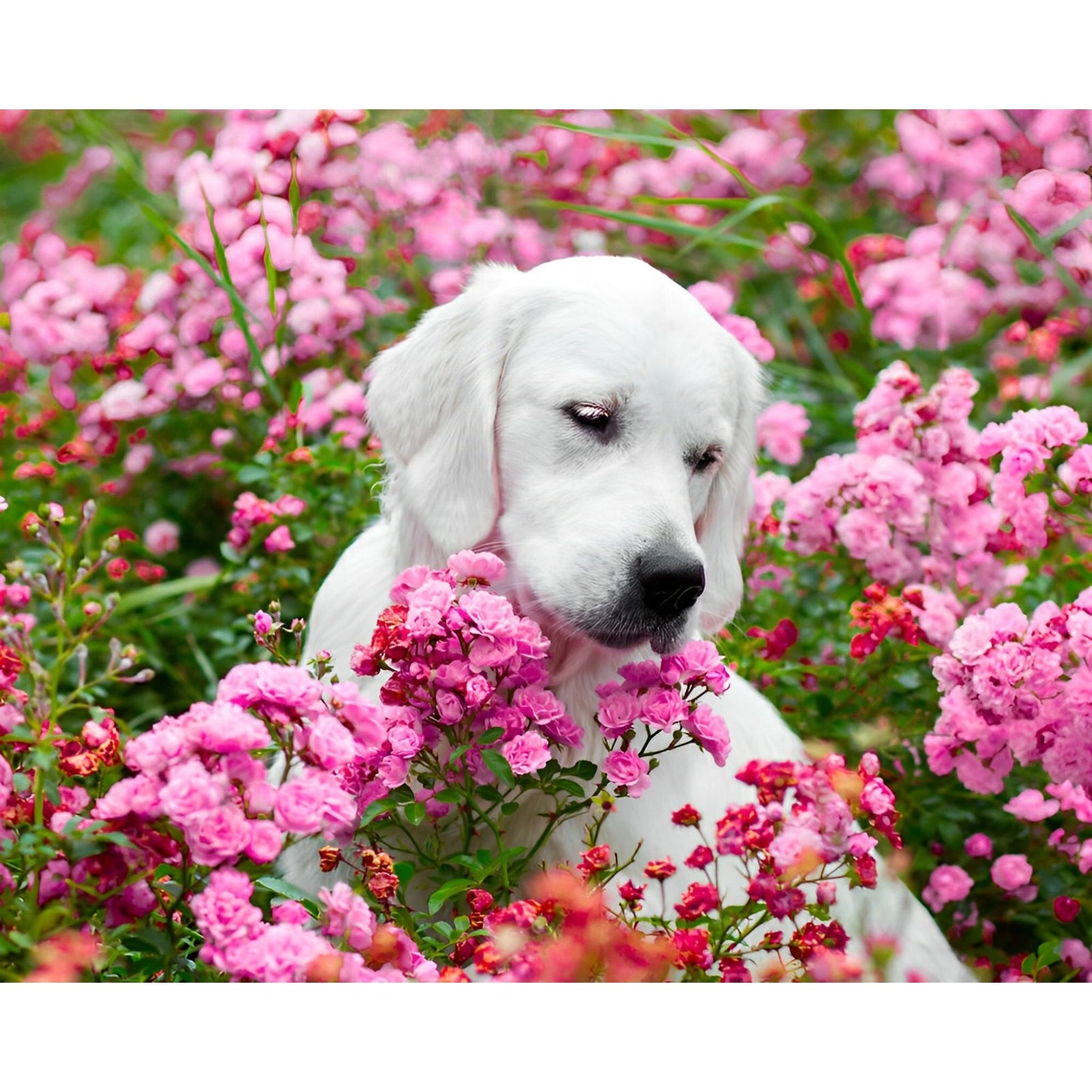 Labrador Retriever Flower | Diamond Painting Design - Full Drill Diamond Art with 5d Square or Round Diamonds - AB Drills Available