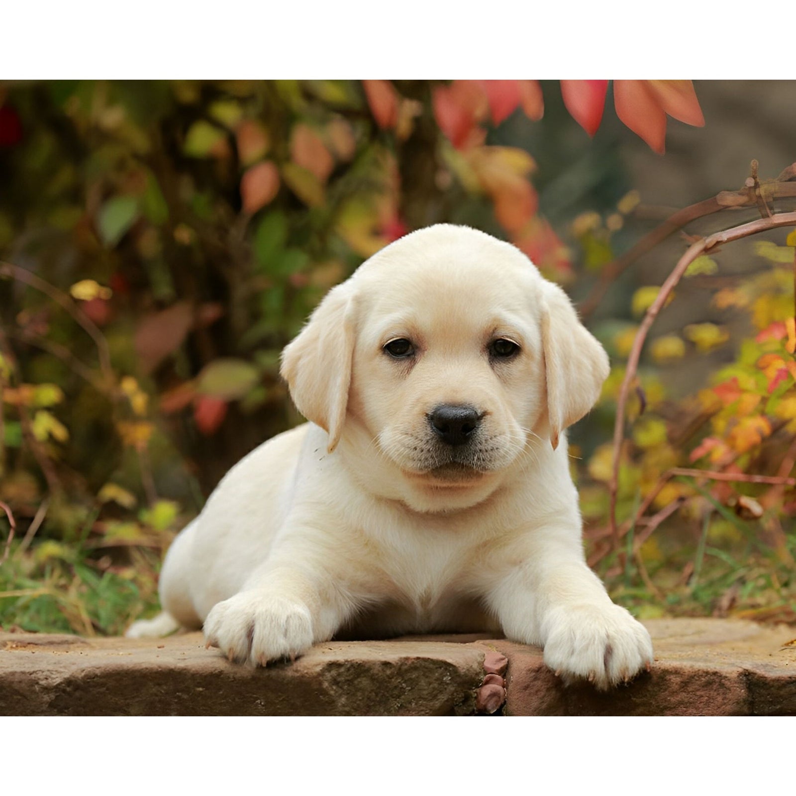 Labrador Retriever | Diamond Painting Design - Full Drill Diamond Art with 5d Square or Round Diamonds - AB Drills Available