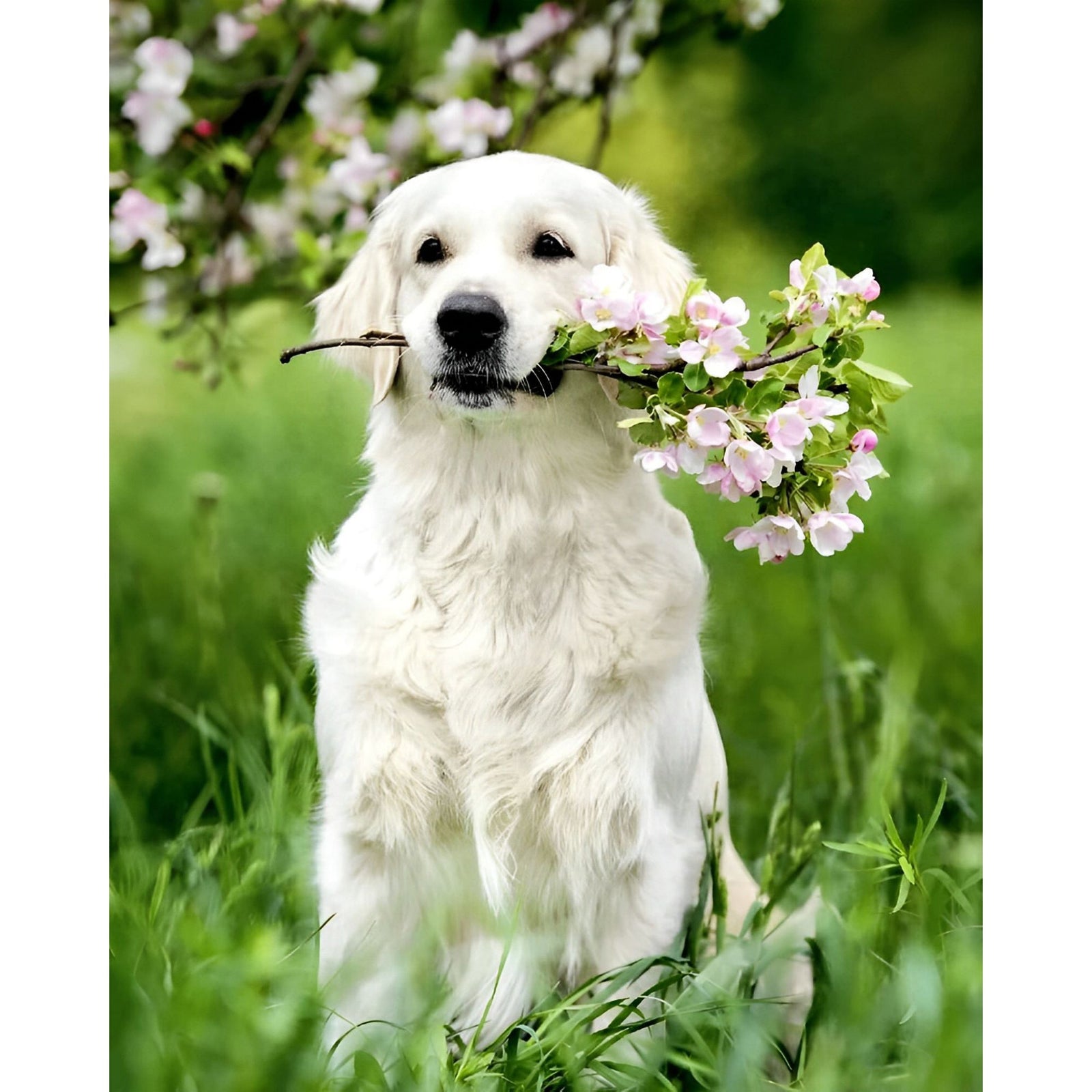 Labrador with Flowers | Diamond Painting Design - Full Drill Diamond Art with 5d Square or Round Diamonds - AB Drills Available