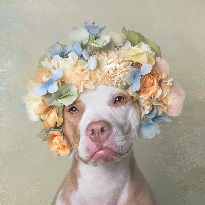 Pitbull Flower | Diamond Painting