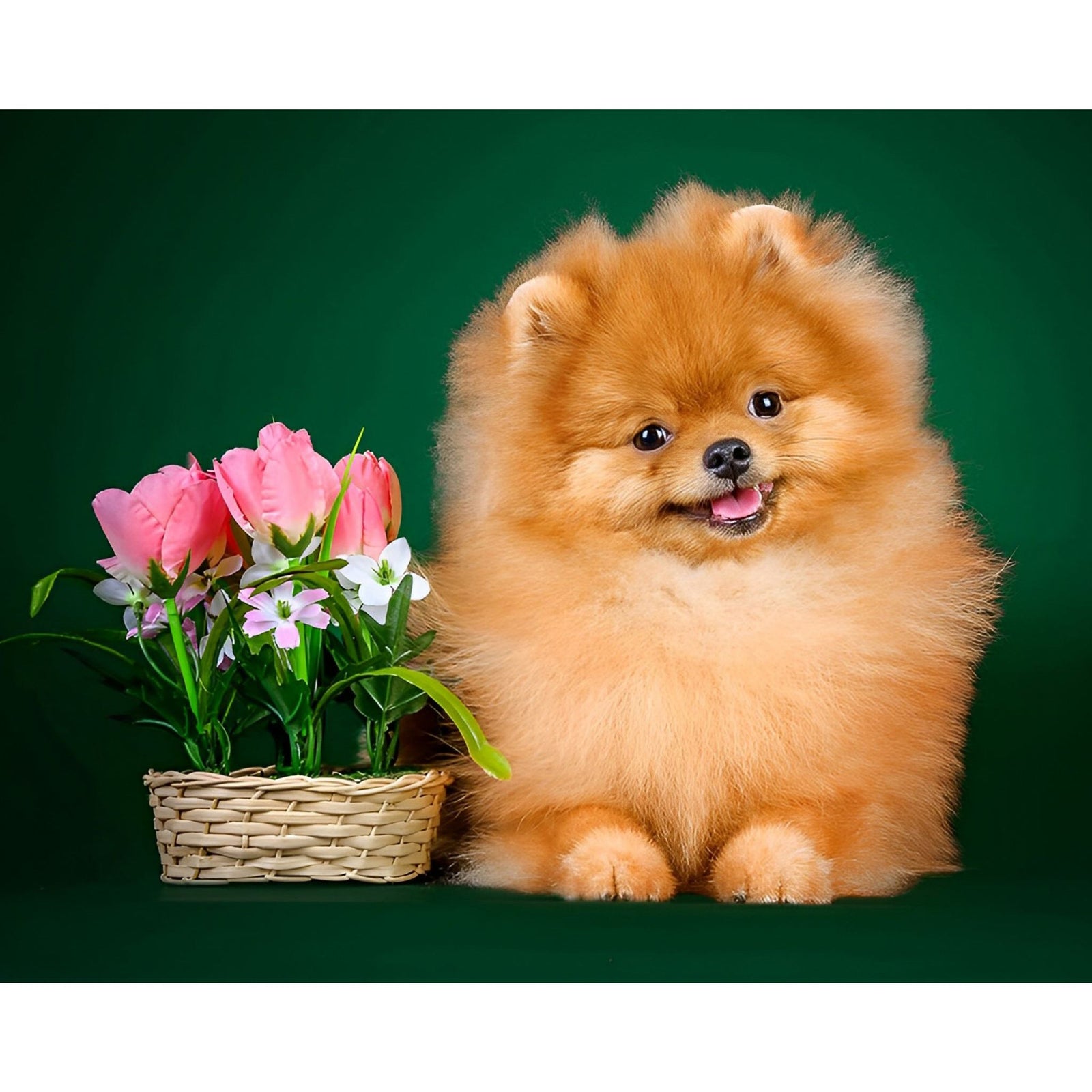 Pomeranian Dog Flowers | Diamond Painting Design - Full Drill Diamond Art with 5d Square or Round Diamonds - AB Drills Available