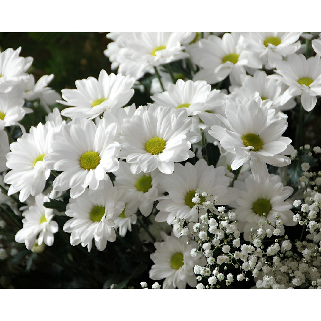 Clusters of White Flowers | Diamond Painting