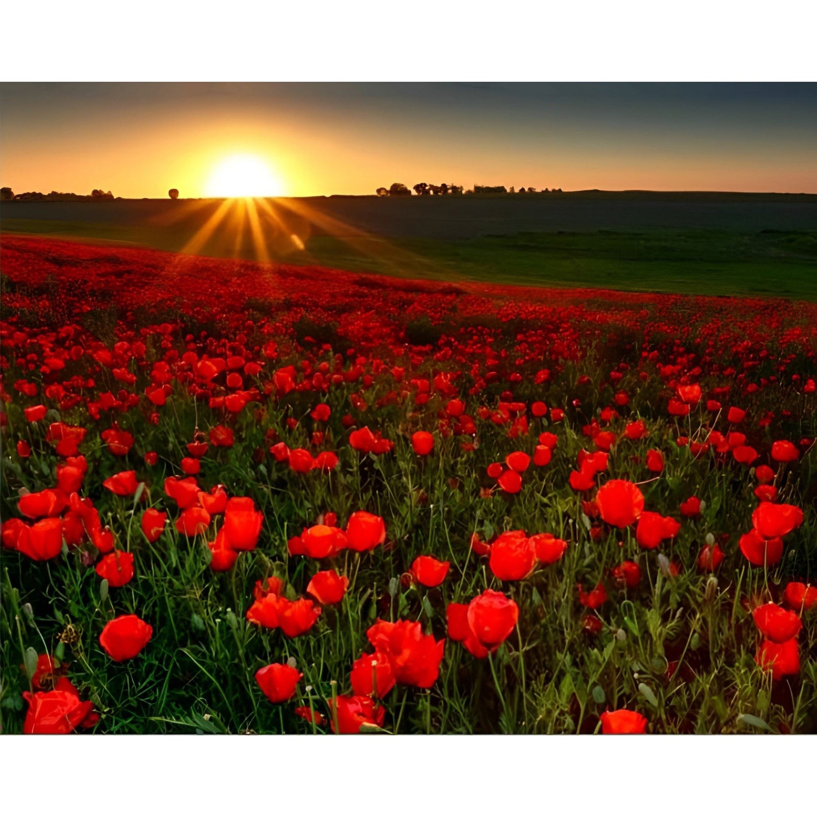 Red Poppies Field | Diamond Painting Design - Full Drill Diamond Art with 5d Square or Round Diamonds - AB Drills Available