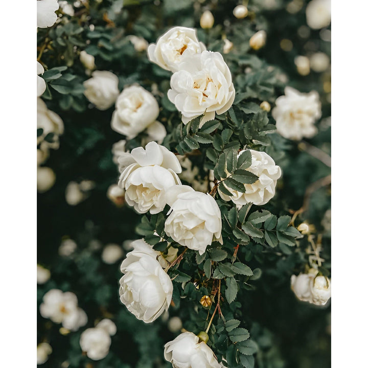 White Roses | Diamond Painting