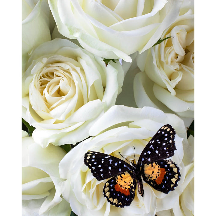 Speckled Butterfly on White Rose | Diamond Painting