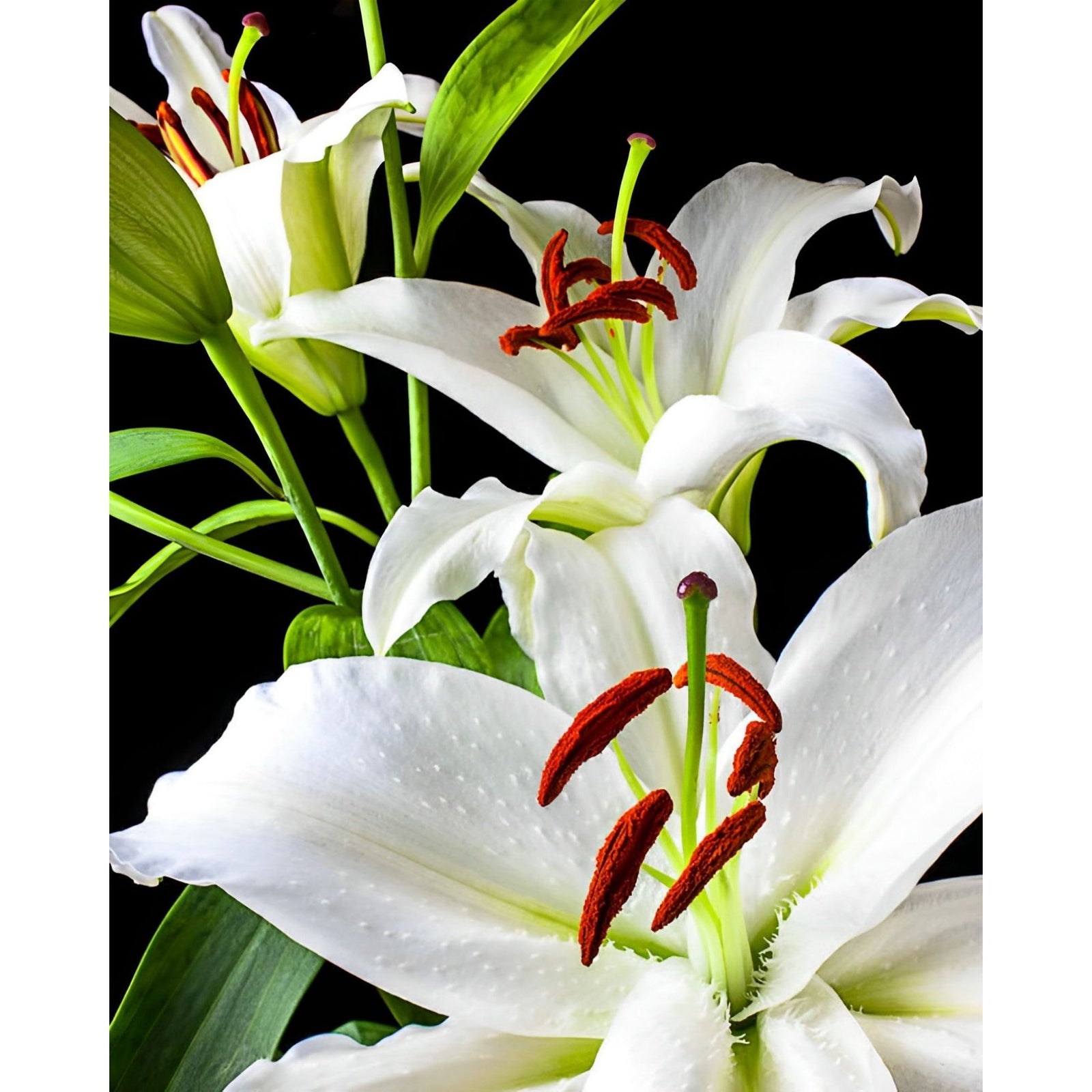 Three White Lilies | Diamond Painting Design - Full Drill Diamond Art with 5d Square or Round Diamonds - AB Drills Available