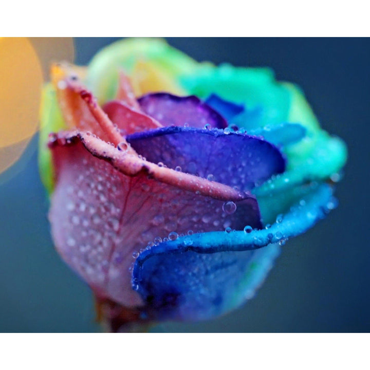 Colorful Rose | Diamond Painting