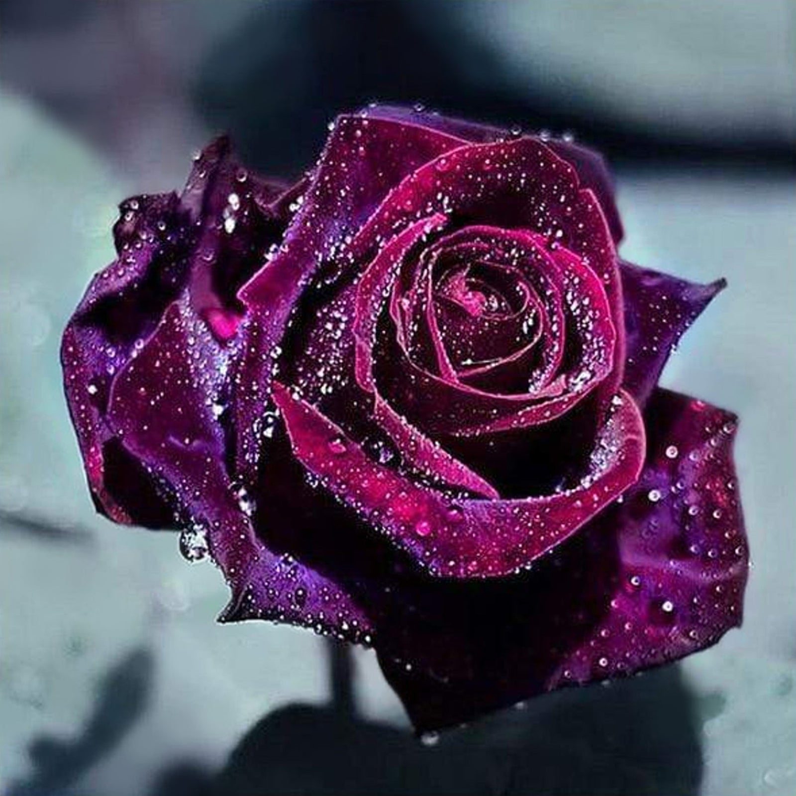 Dark Red Rose | Diamond Painting Design - Full Drill Diamond Art with 5d Square or Round Diamonds - AB Drills Available