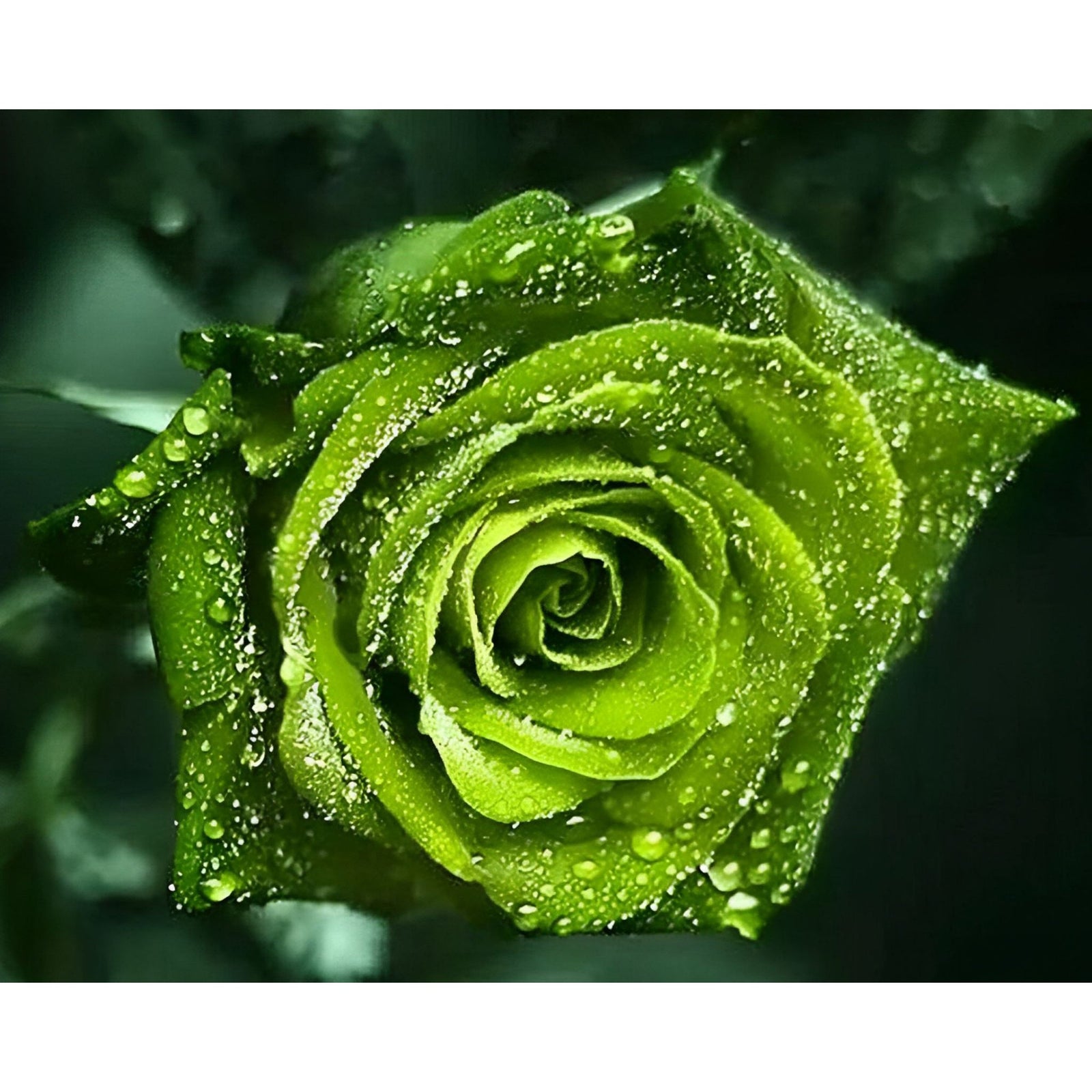 Green Rose | Diamond Painting Design - Full Drill Diamond Art with 5d Square or Round Diamonds - AB Drills Available