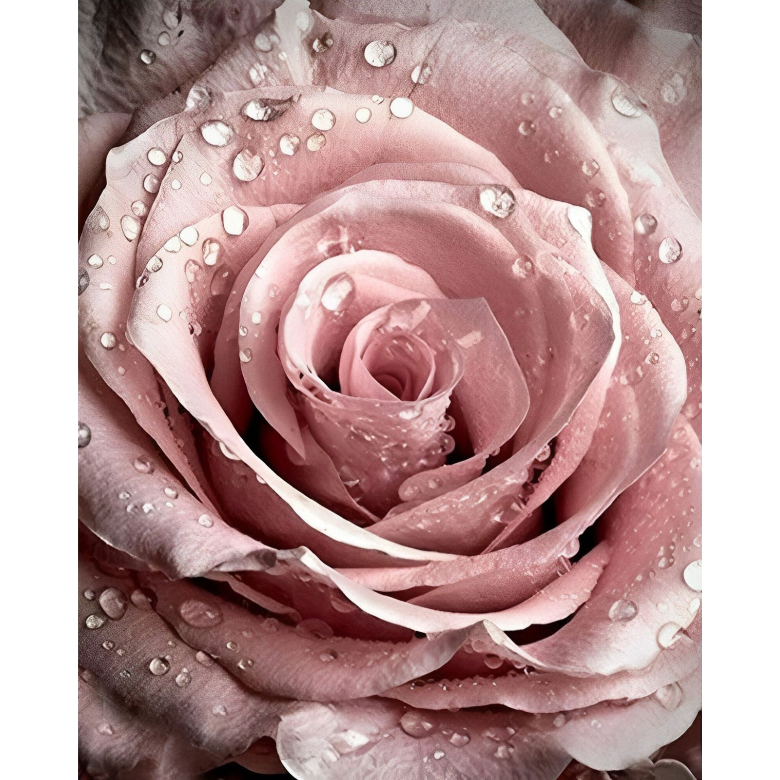 Pink Rose | Diamond Painting Design - Full Drill Diamond Art with 5d Square or Round Diamonds - AB Drills Available