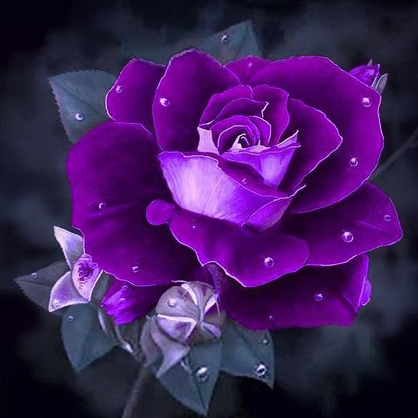 Purple Rose | Diamond Painting Design - Full Drill Diamond Art with 5d Square or Round Diamonds - AB Drills Available