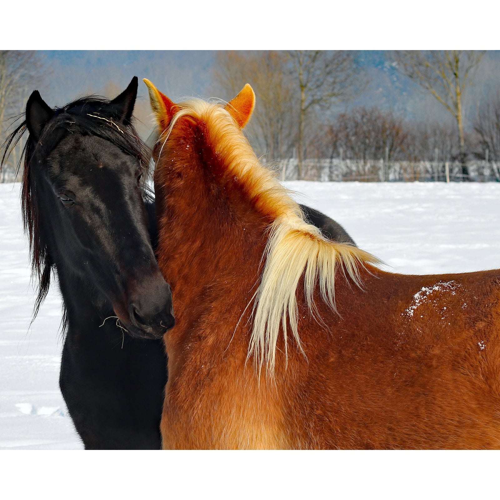 Equestrian Love | Diamond Painting Design - Full Drill Diamond Art with 5d Square or Round Diamonds - AB Drills Available