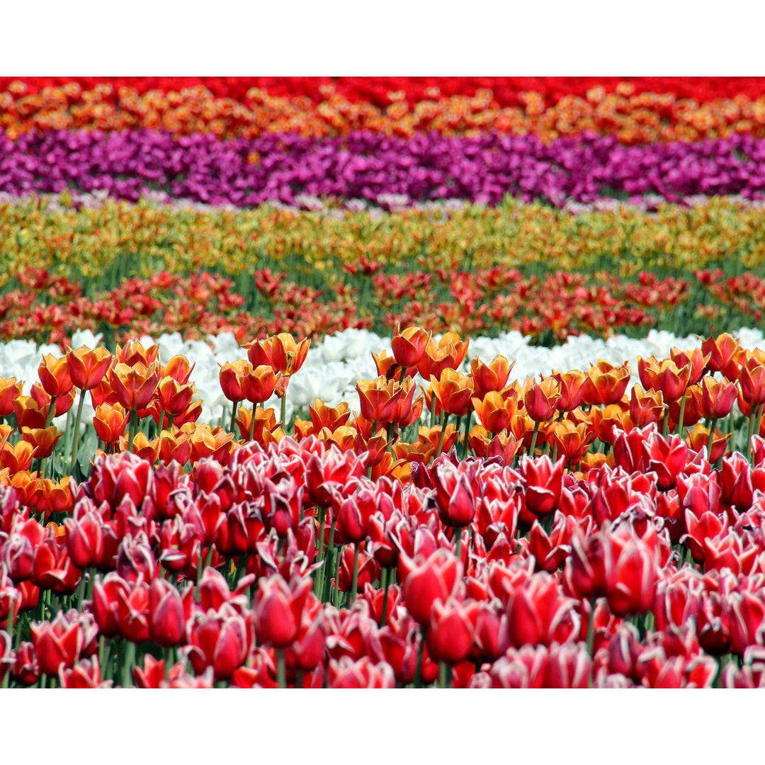 Field of Tulips | Diamond Painting