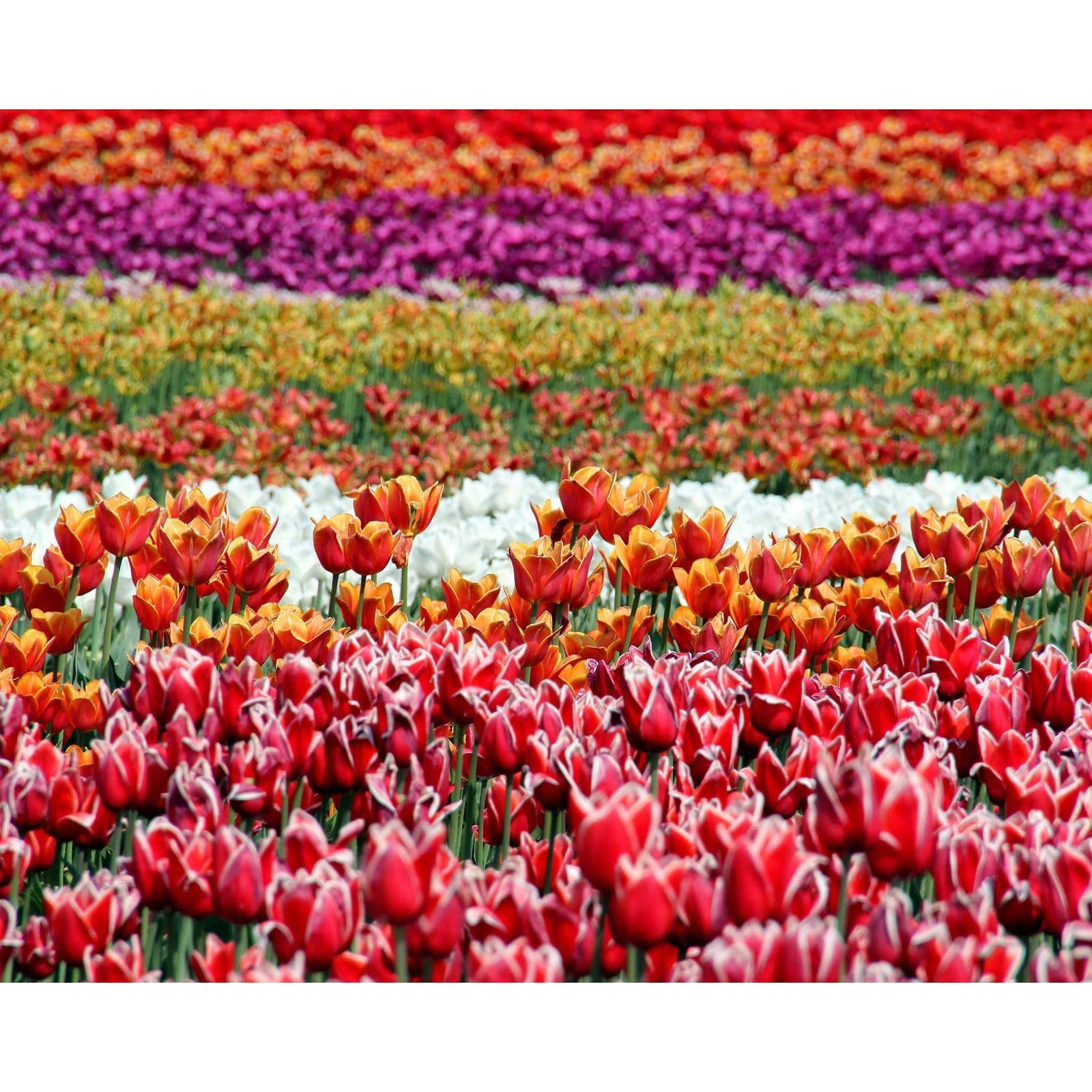 Field of Tulips | Diamond Painting Design - Full Drill Diamond Art with 5d Square or Round Diamonds - AB Drills Available