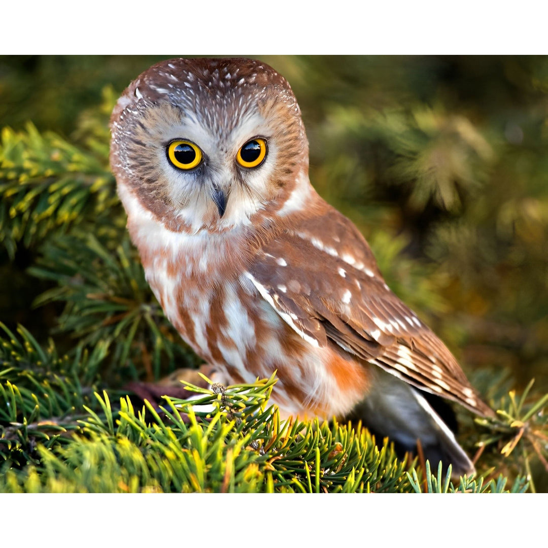 Owl Stare | Diamond Painting