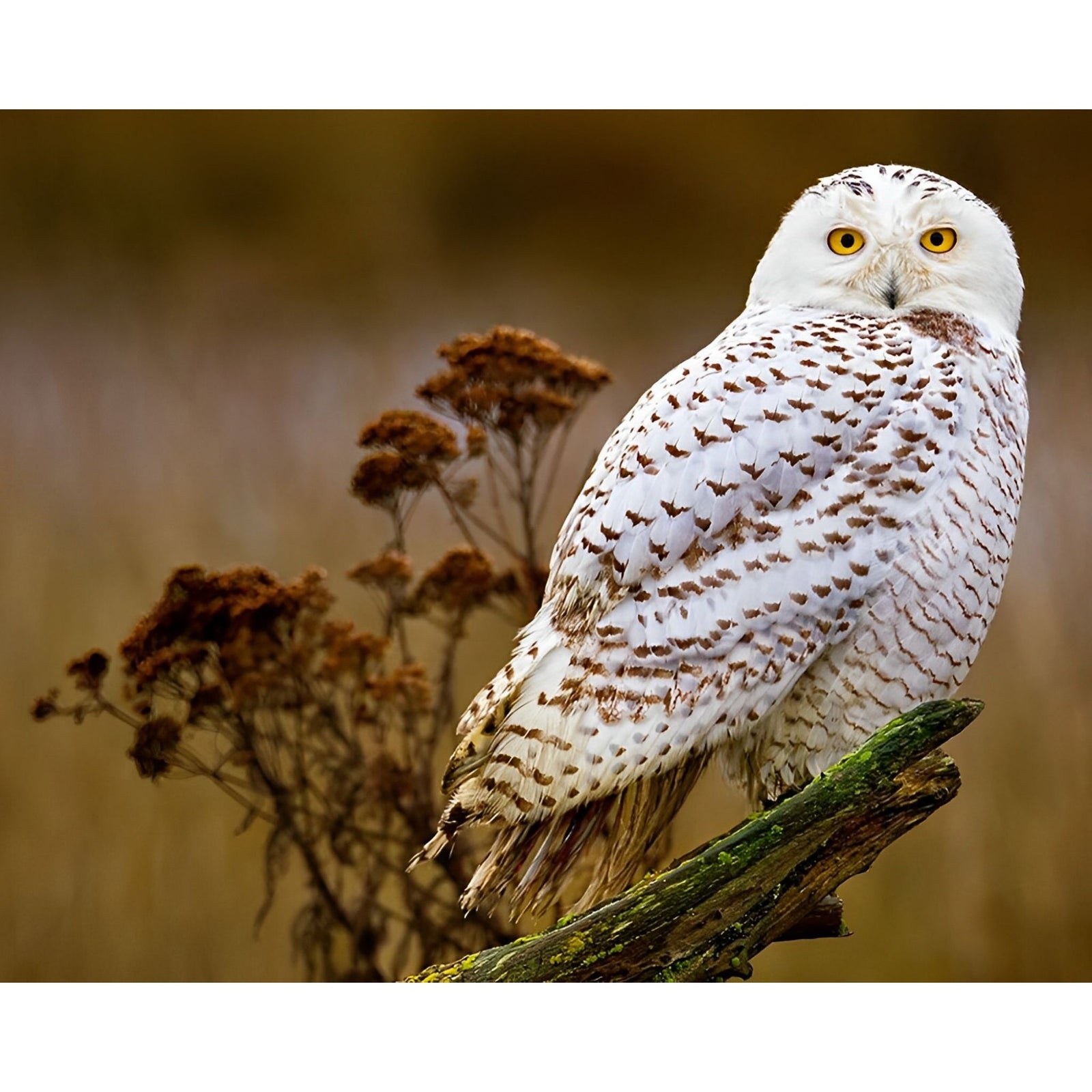 Snow Owl Stare | Diamond Painting Design - Full Drill Diamond Art with 5d Square or Round Diamonds - AB Drills Available