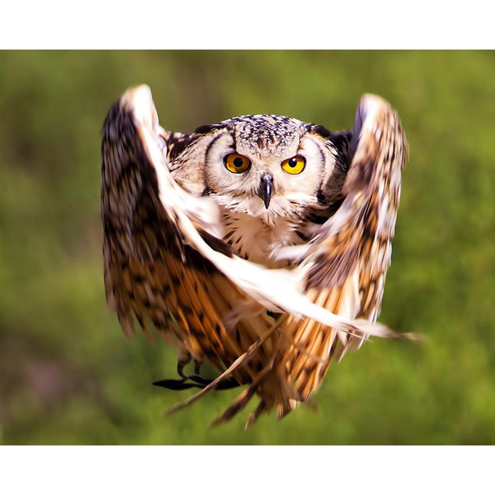 Owl in Flight | Diamond Painting Design - Full Drill Diamond Art with 5d Square or Round Diamonds - AB Drills Available