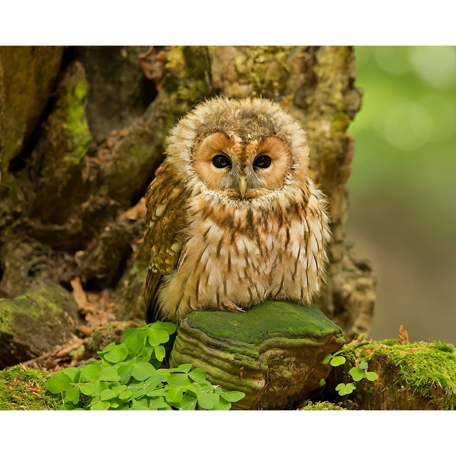 Forest Ground Owl | Diamond Painting Design - Full Drill Diamond Art with 5d Square or Round Diamonds - AB Drills Available