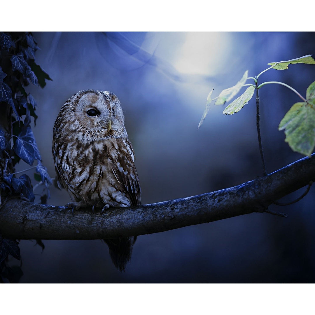 Night Owl | Diamond Painting
