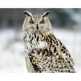 Snowy Owls | Diamond Painting Design - Full Drill Diamond Art with 5d Square or Round Diamonds - AB Drills Available