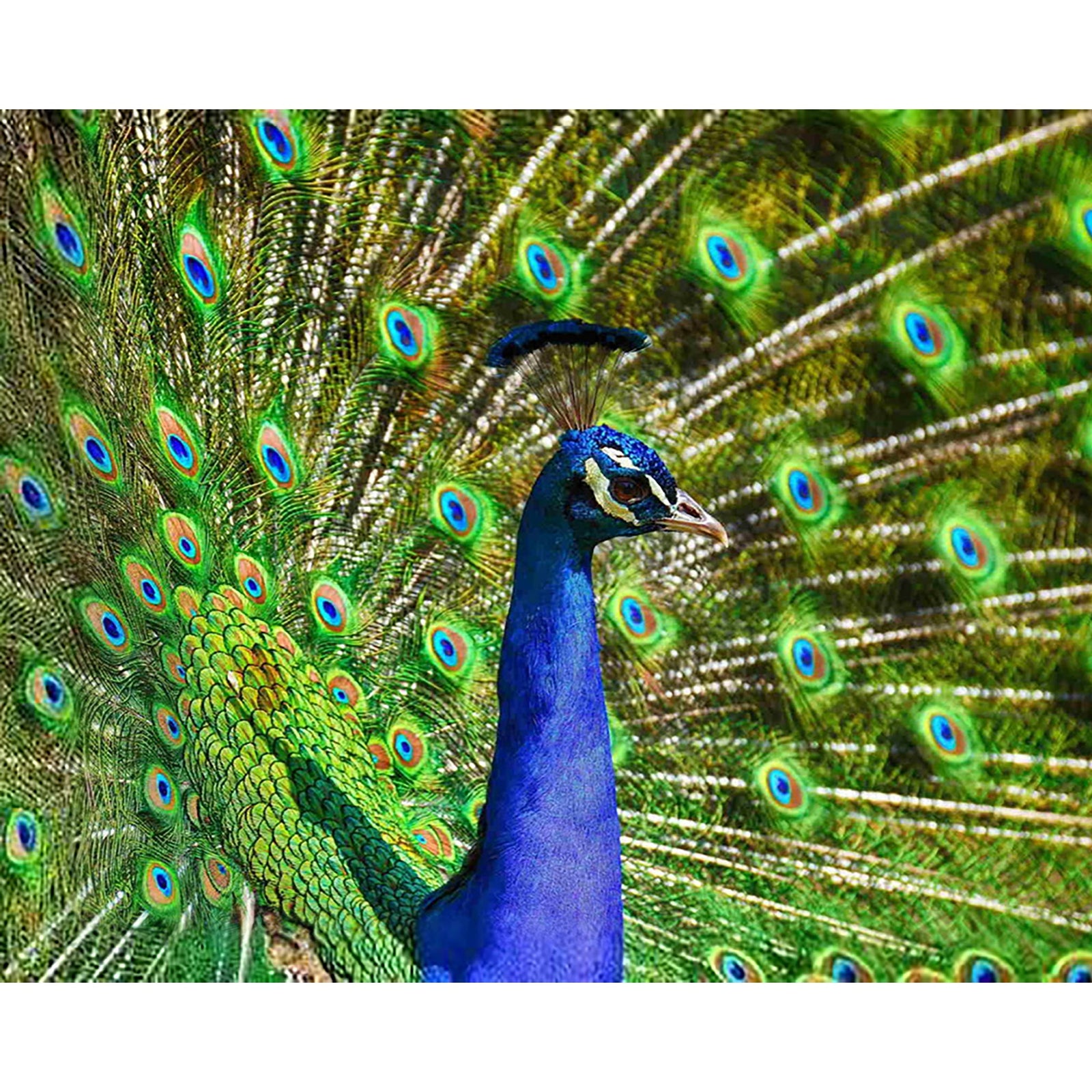 Beautiful Peacock | Diamond Painting Design - Full Drill Diamond Art with 5d Square or Round Diamonds - AB Drills Available