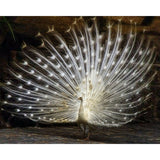 Albino Peacock | Diamond Painting Design - Full Drill Diamond Art with 5d Square or Round Diamonds - AB Drills Available