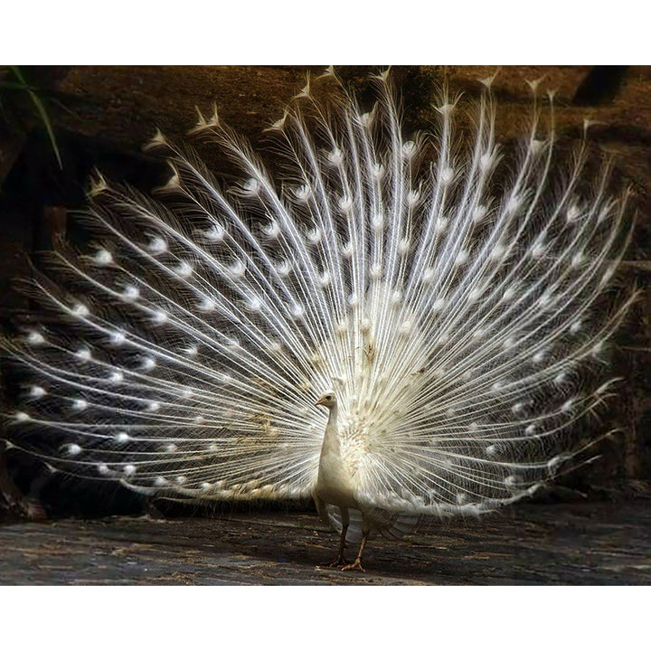 Albino Peacock | Diamond Painting