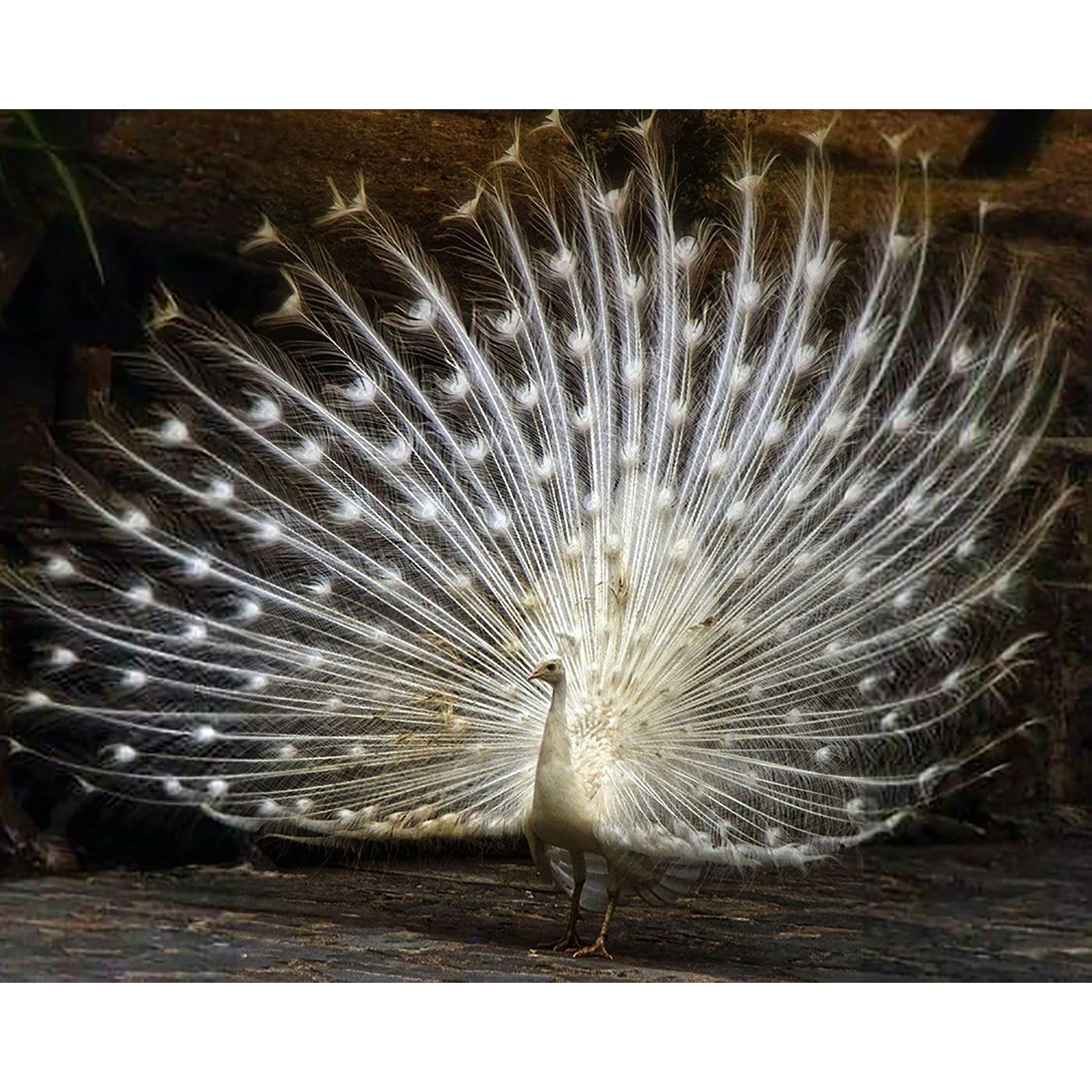 Albino Peacock | Diamond Painting Design - Full Drill Diamond Art with 5d Square or Round Diamonds - AB Drills Available