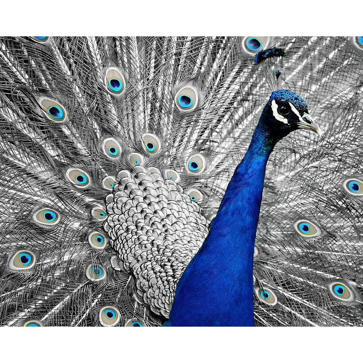 Monochromatic Peacock | Diamond Painting